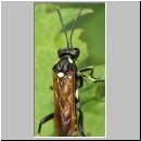 Macrophya duodecimpunctata - Blattwespe 06.jpg